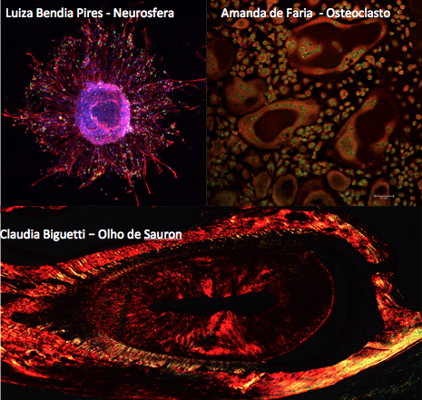 Concurso FotoFeSBE – resultado